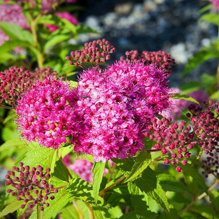 Neon Flash Spirea with bright red pink flowers
