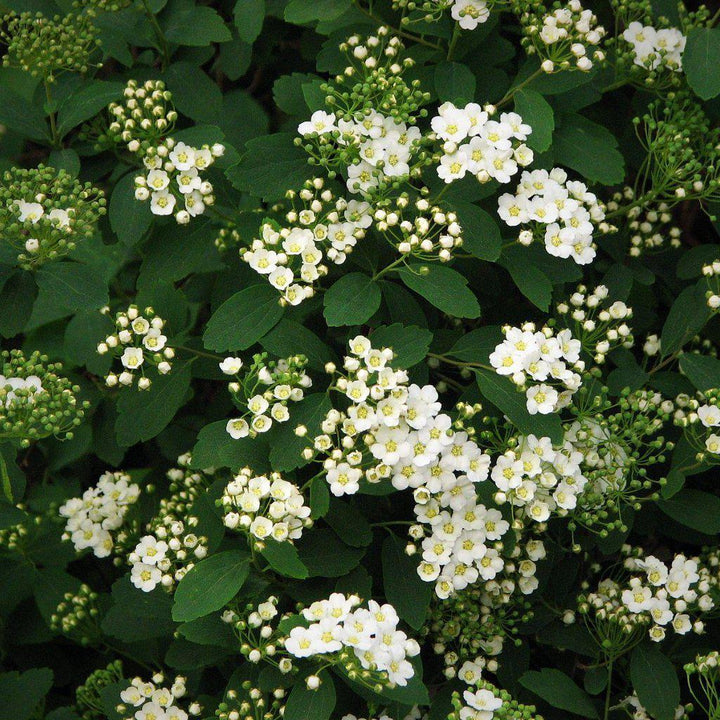 Vanhoutte Spirea with arching branches covered in white flowers
