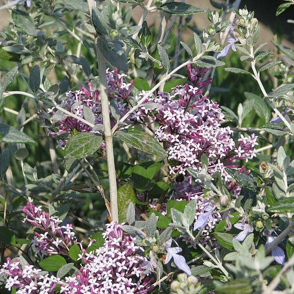 Red Pixie Lilac with fragrant pink flowers and red pink buds