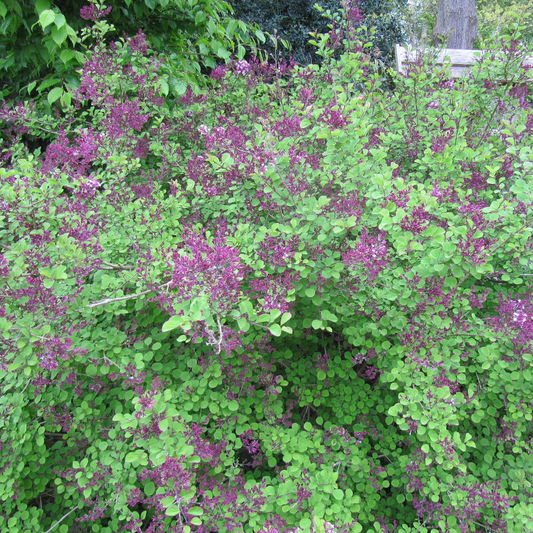 Red Pixie Lilac with fragrant pink flowers and red pink buds