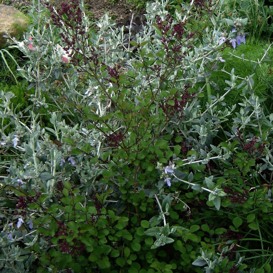 Red Pixie Lilac with fragrant pink flowers and red pink buds