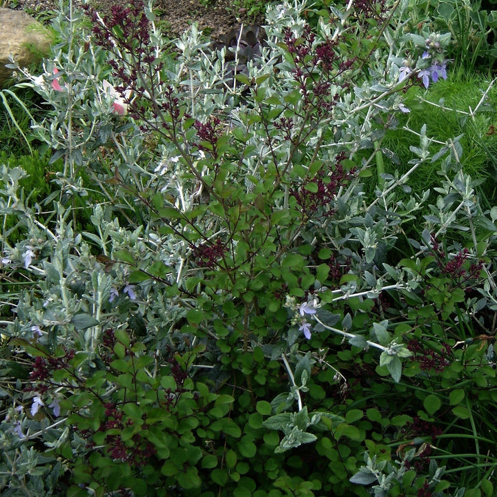 Red Pixie Lilac with fragrant pink flowers and red pink buds