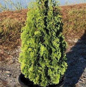 DeGroot's Spire Arborvitae with narrow upright green foliage