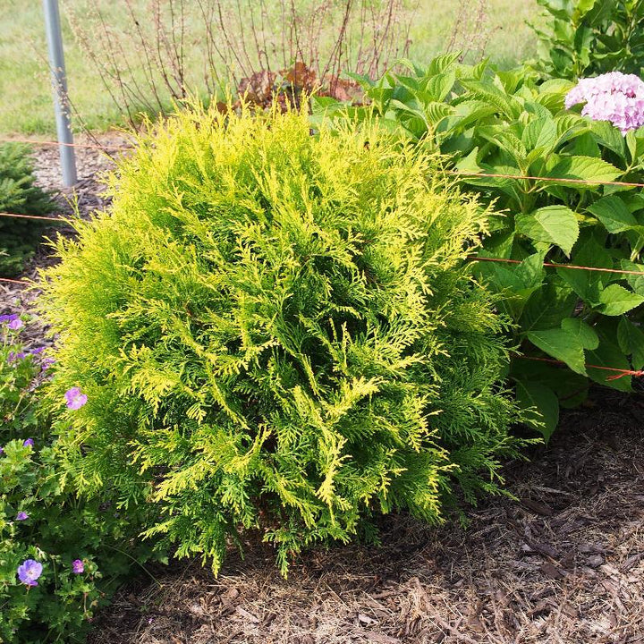 Thuja Golden Globe ~ Arborvitae