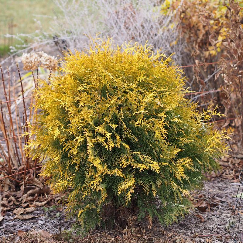 Thuja Golden Globe ~ Arborvitae