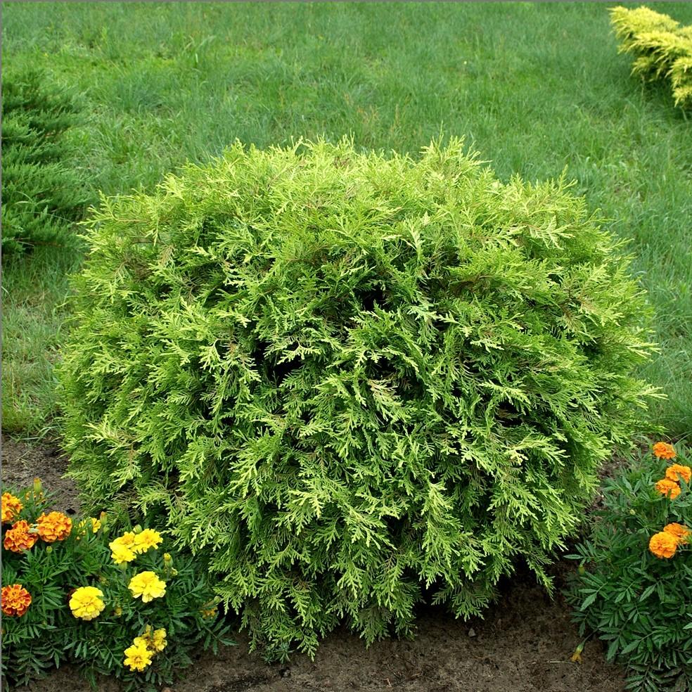 Golden Globe Arborvitae with rounded golden yellow foliage