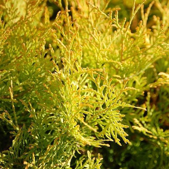 Highlights Arborvitae with narrow golden evergreen foliage