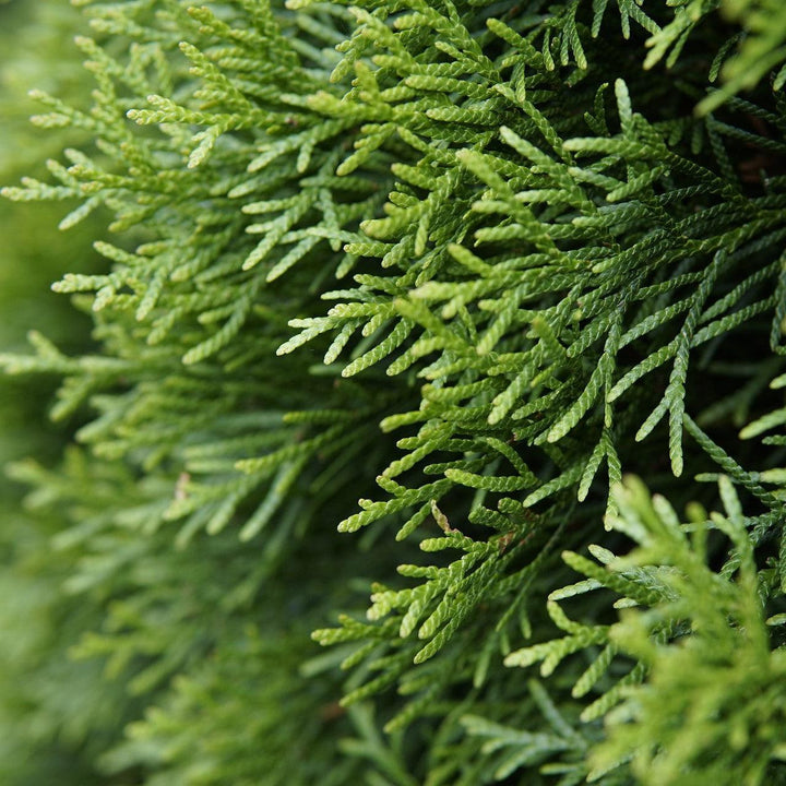 Planet Earth Arborvitae with dense rounded green foliage