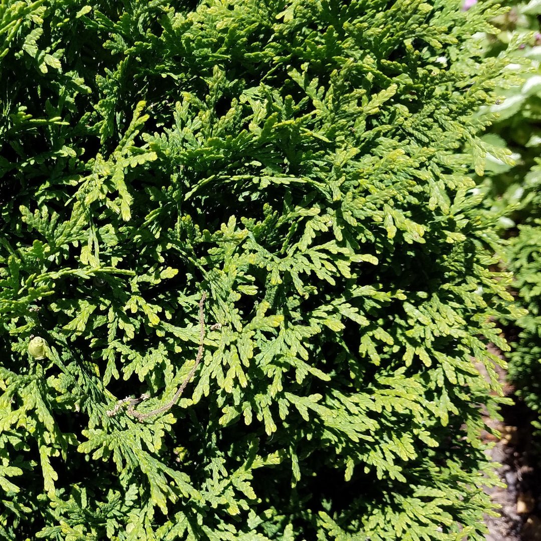 Planet Earth Arborvitae with dense rounded green foliage