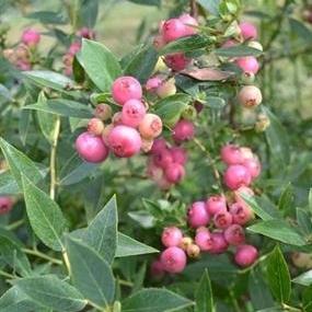 Pink Lemonade Blueberry with pink berries and orange red fall foliage