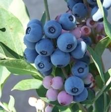 Powderblue Blueberry with powdery light blue berries