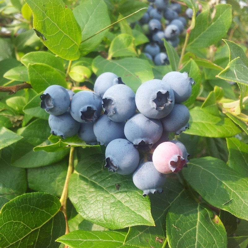 Powderblue Blueberry with powdery light blue berries