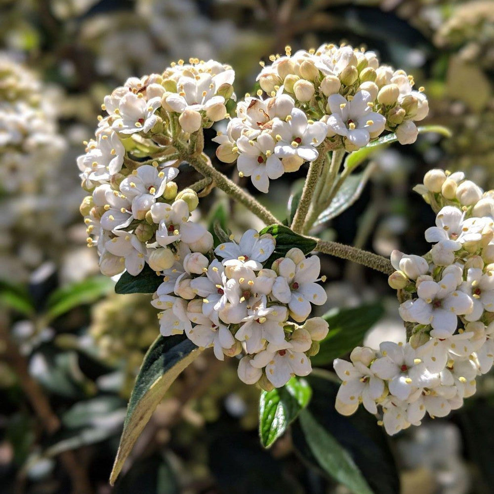 Conoy Viburnum with creamy white flowers and glossy dark green foliage