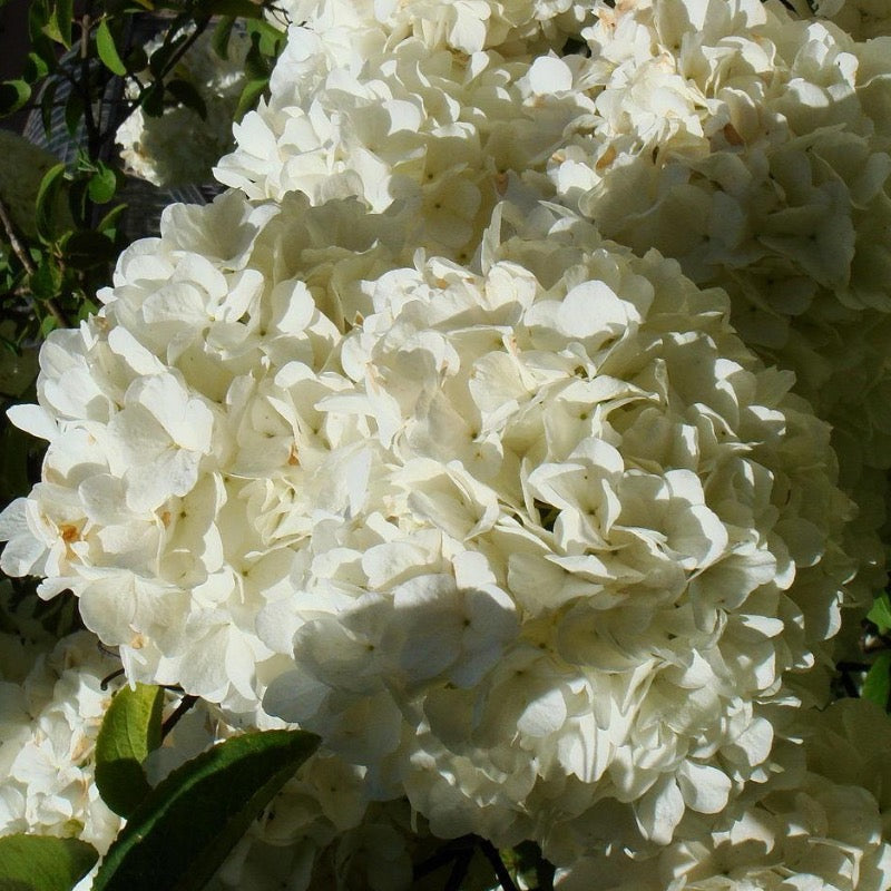 Chinese Snowball Viburnum with large white ball shaped flowers