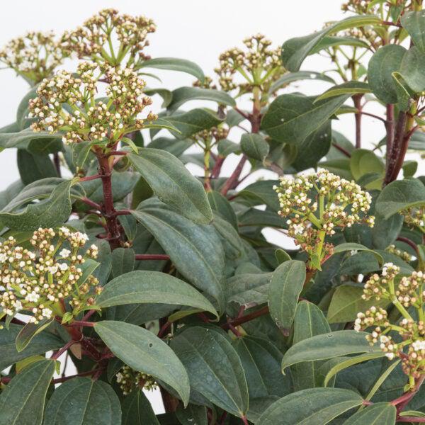 Moonlit Lace Viburnum with blue green foliage and white flowers