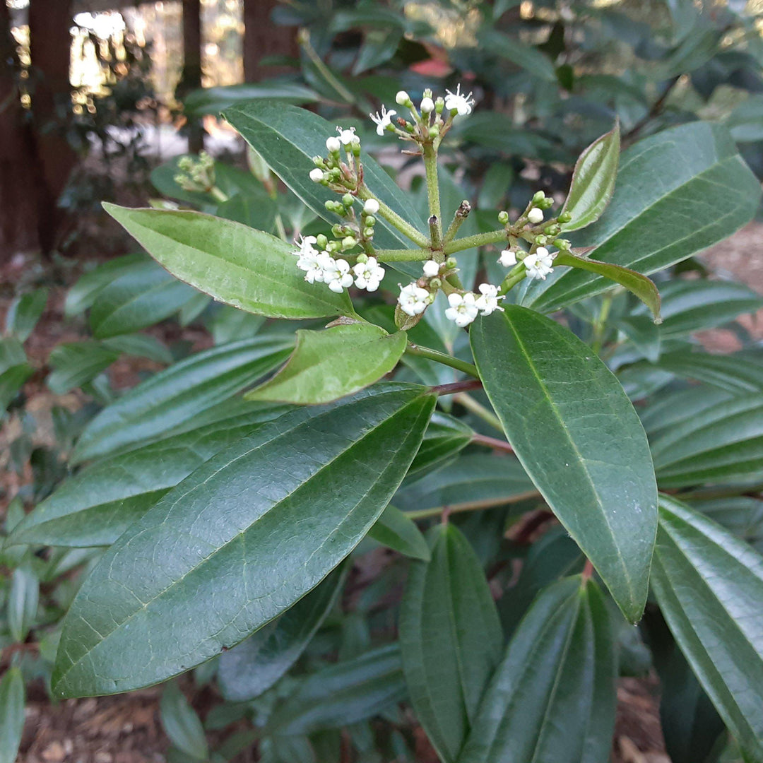 Moonlit Lace Viburnum with blue green foliage and white flowers