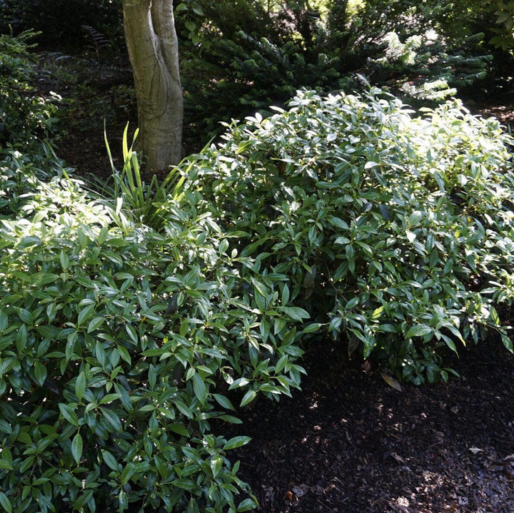 Moonlit Lace Viburnum with blue green foliage and white flowers