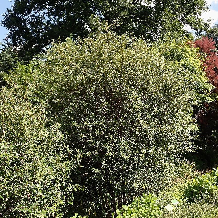 Prague Viburnum with creamy white flowers and dark green foliage