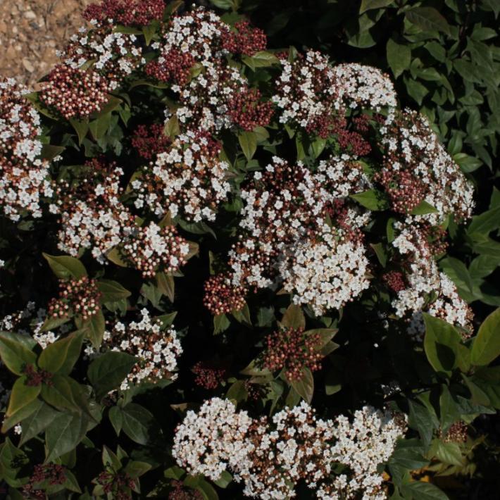 Spirit Viburnum with red new growth and white flowers