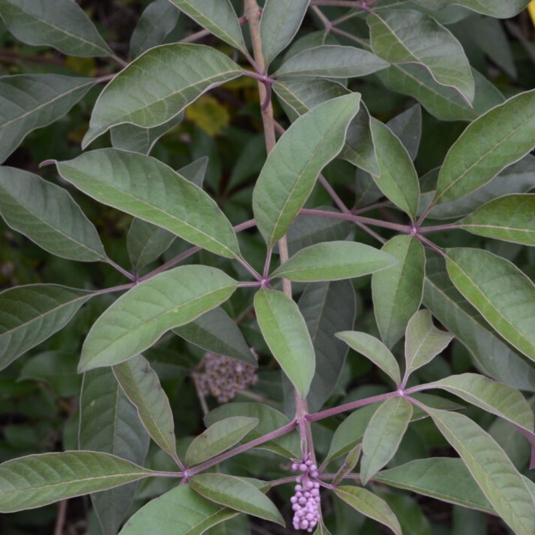 Flip Side Chaste Tree with lavender flowers and purple backed foliage