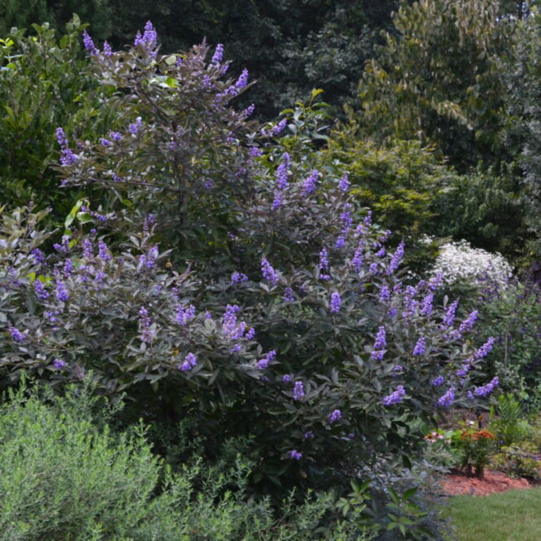 Flip Side Chaste Tree with lavender flowers and purple backed foliage