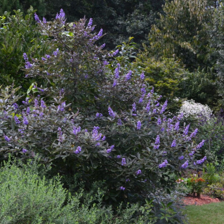Flip Side Chaste Tree with lavender flowers and purple backed foliage