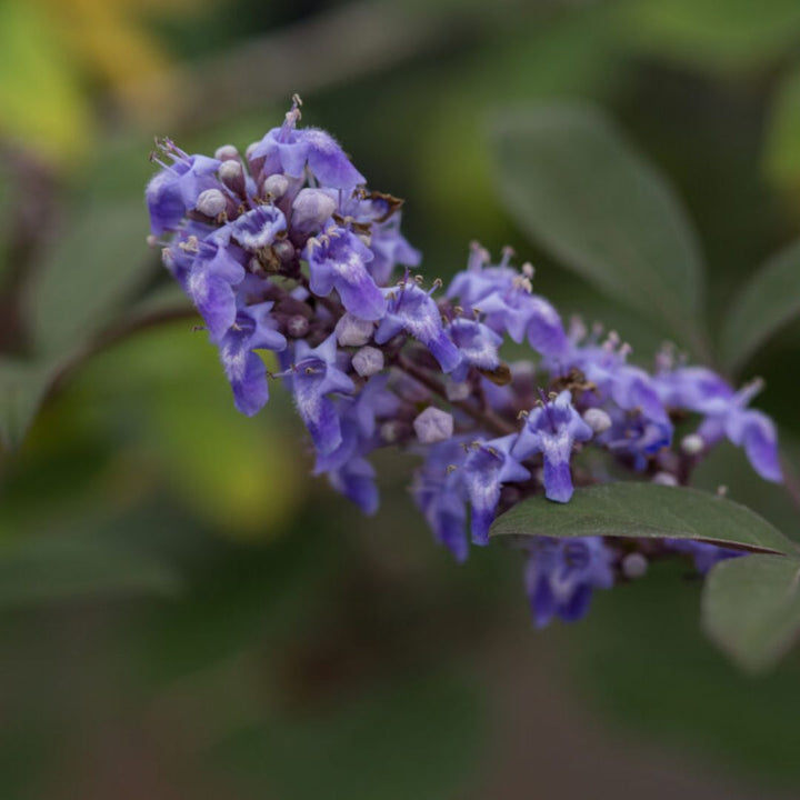 Flip Side Chaste Tree with lavender flowers and purple backed foliage
