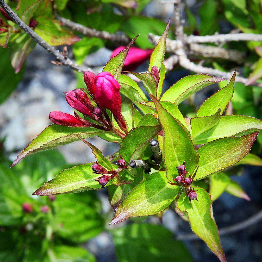 Minuet Weigela with purplish red flowers and dark foliage