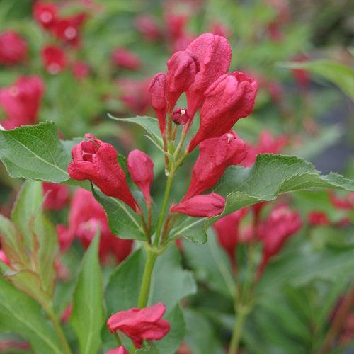 Sonic Bloom Red Weigela with lipstick red flowers