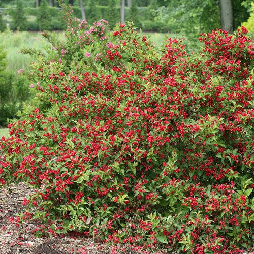 Sonic Bloom Red Weigela with lipstick red flowers