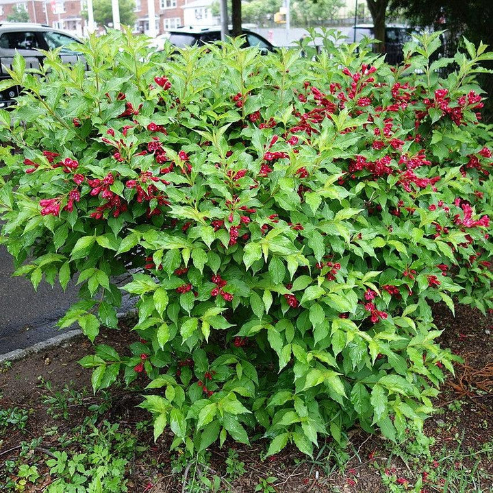 Sonic Bloom Red Weigela with lipstick red flowers
