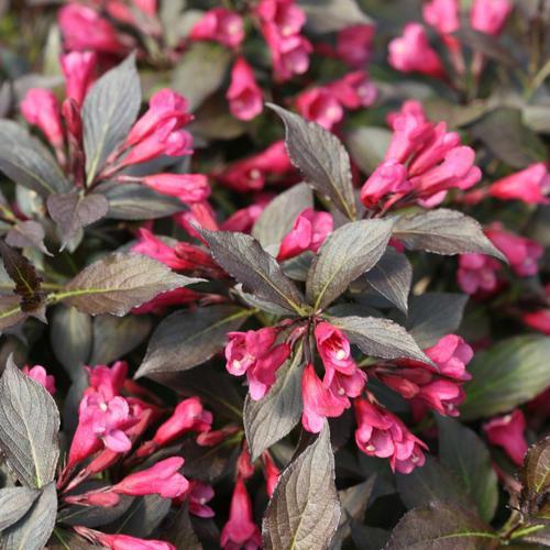 Spilled Wine Weigela with black purple foliage and hot pink flowers