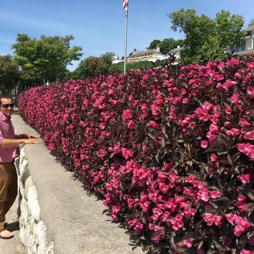 Wine and Roses Weigela with dark purple foliage and rose pink flowers