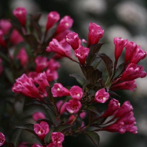 Wine and Roses Weigela with dark purple foliage and rose pink flowers