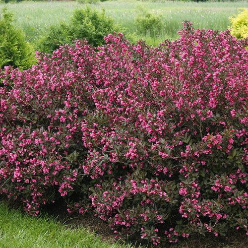 Wine and Roses Weigela with dark purple foliage and rose pink flowers