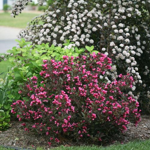Wine and Roses Weigela with dark purple foliage and rose pink flowers