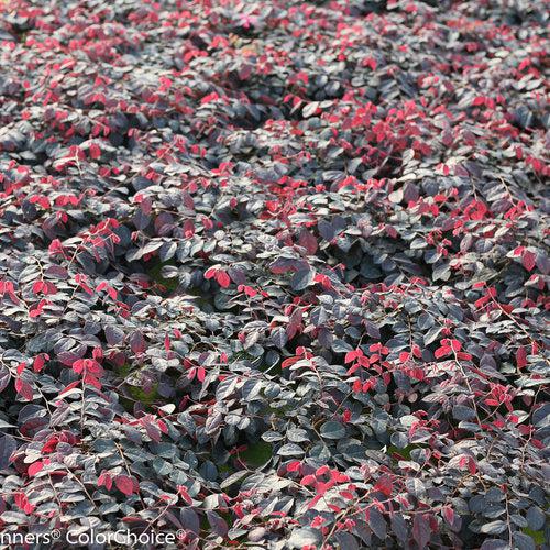 Loropetalum chinense 'KURENAI' ~ Jazz Hands® Dwarf Pink Fringe Flower