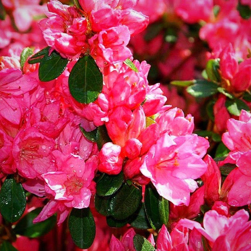 Tradition Azalea