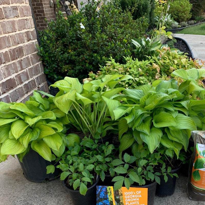 Hosta 'Guacamole' Guacamole Hosta GoBuyPlants