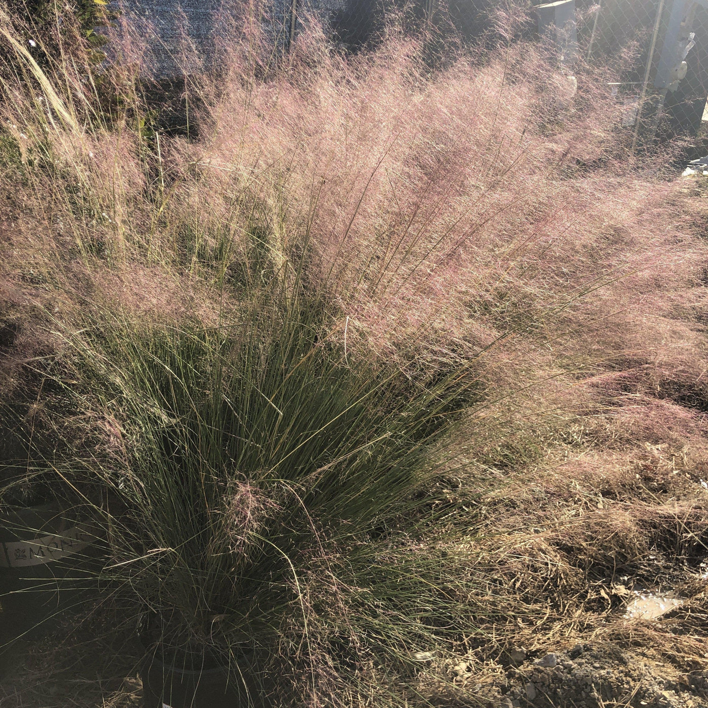 Muhlenbergia capillaris ~ Pink Muhly Grass