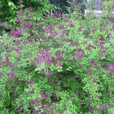 Syringa 'Red Pixie' ~ Red Pixie Lilac