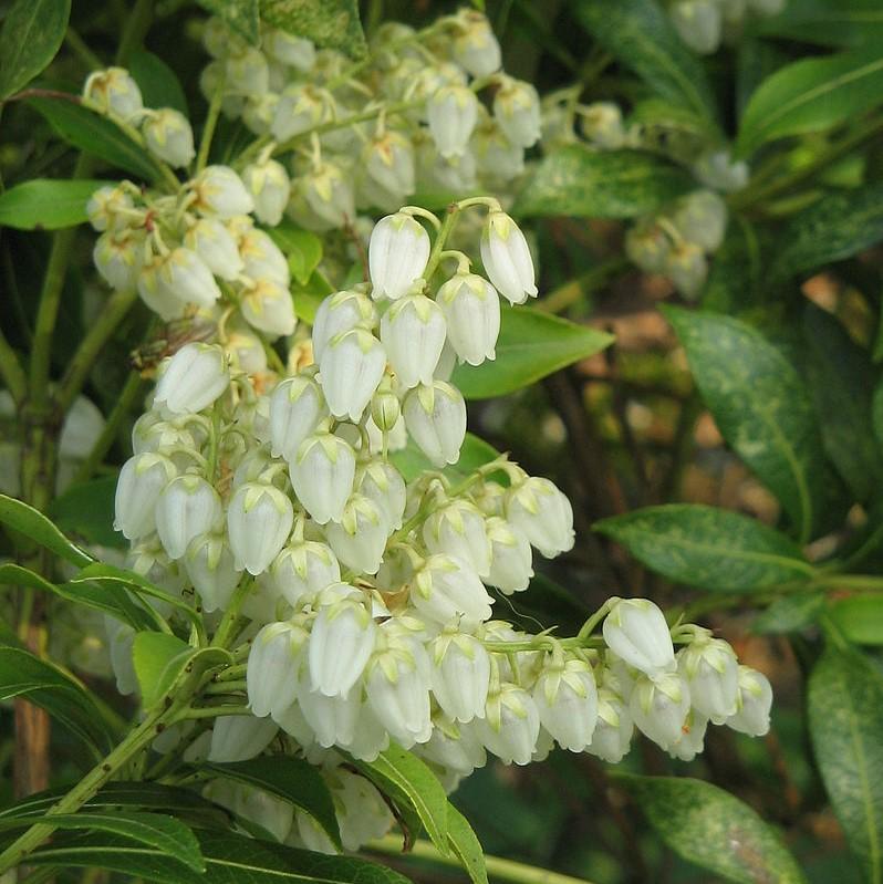 Pieris japonica ‘Planow’ ~  Mountain™ Snow Pieris