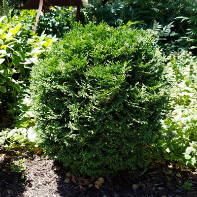 Planet Earth® Arborvitae