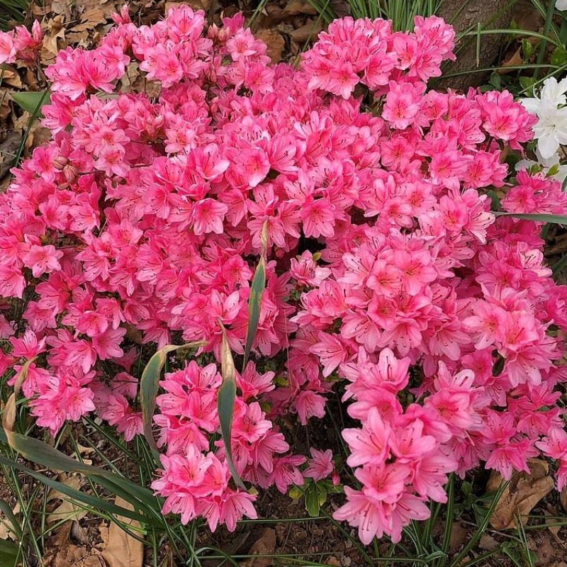 Tradition Azalea