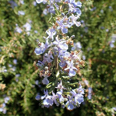 Rosmarinus officinalis 'Tuscan Blue' ~ Tuscan Blue Rosemary
