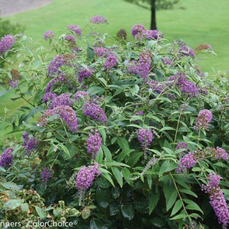 Buddleia 'Purple Haze' ~ Lo & Behold® Purple Haze Butterfly Bush