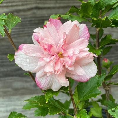 Hibiscus syriacus 'DS04PS' ~ Peppermint Smoothie ™ Rose of Sharon