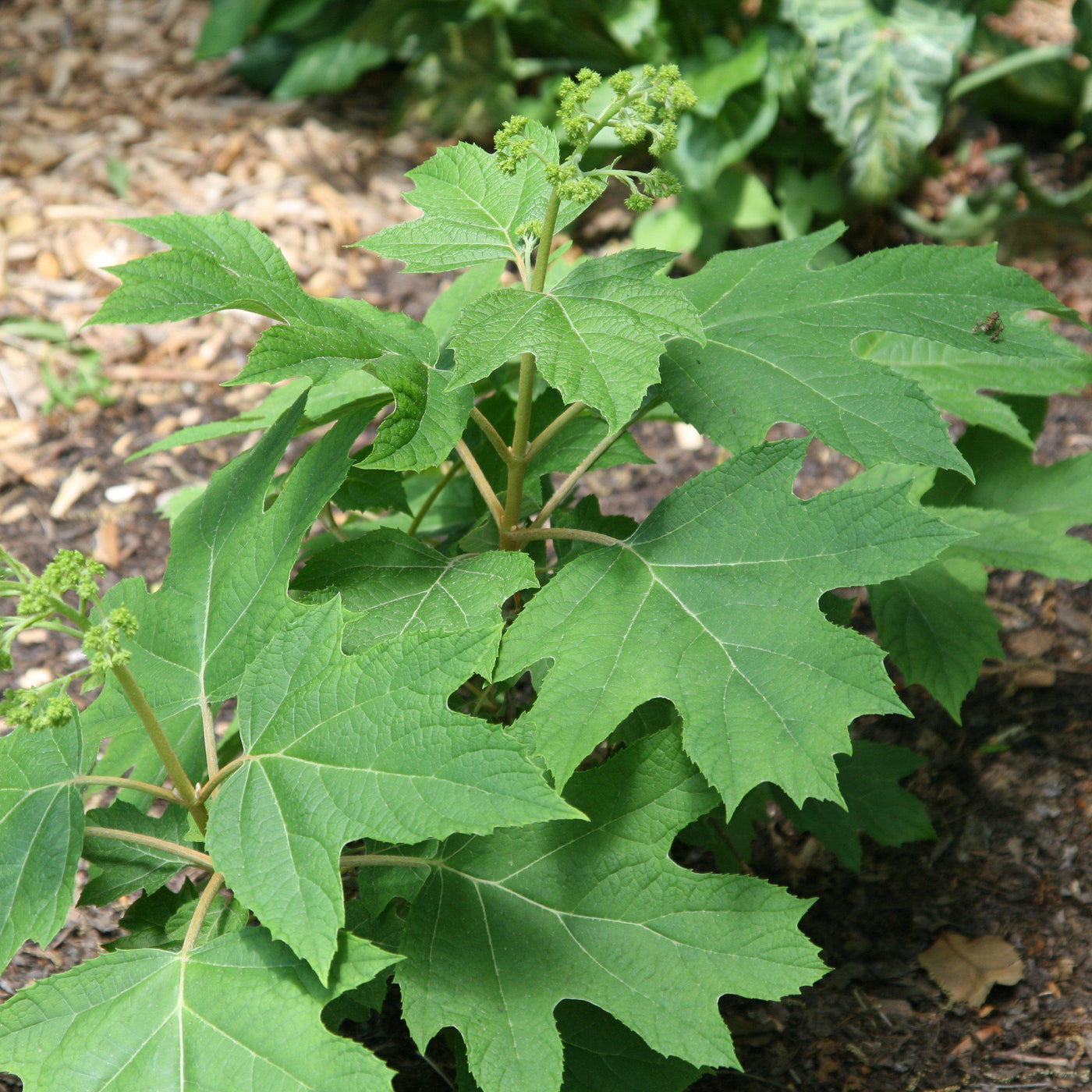 Hydrangea quercifolia 'Vaughn's Lillie' ~ Vaughn's Lillie Hydrangea