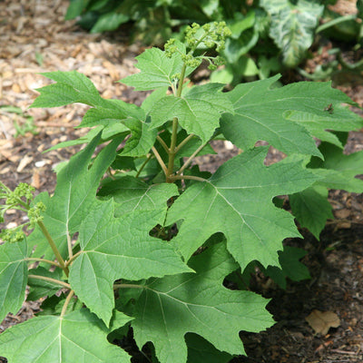 Hydrangea quercifolia 'Vaughn's Lillie' ~ Vaughn's Lillie Hydrangea