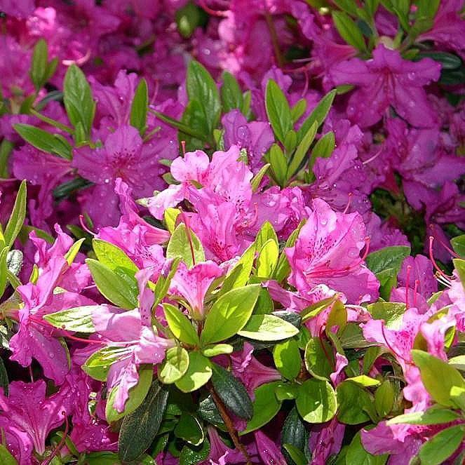Karen Azalea with lavender purple flowers and dark green foliage